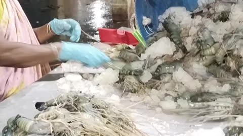 Processing System of Prawns or Shrimps in My Country