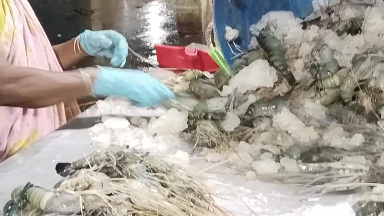 Processing System of Prawns or Shrimps in My Country