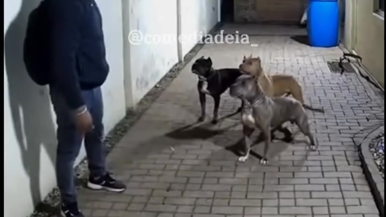 dumb thief😆