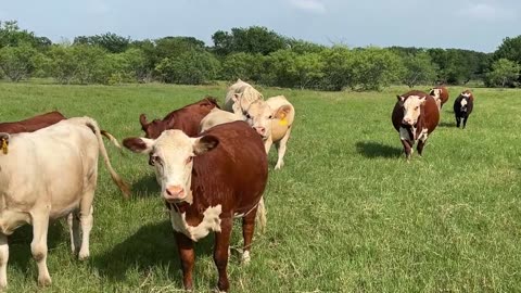 Farm in Mabank is looking great