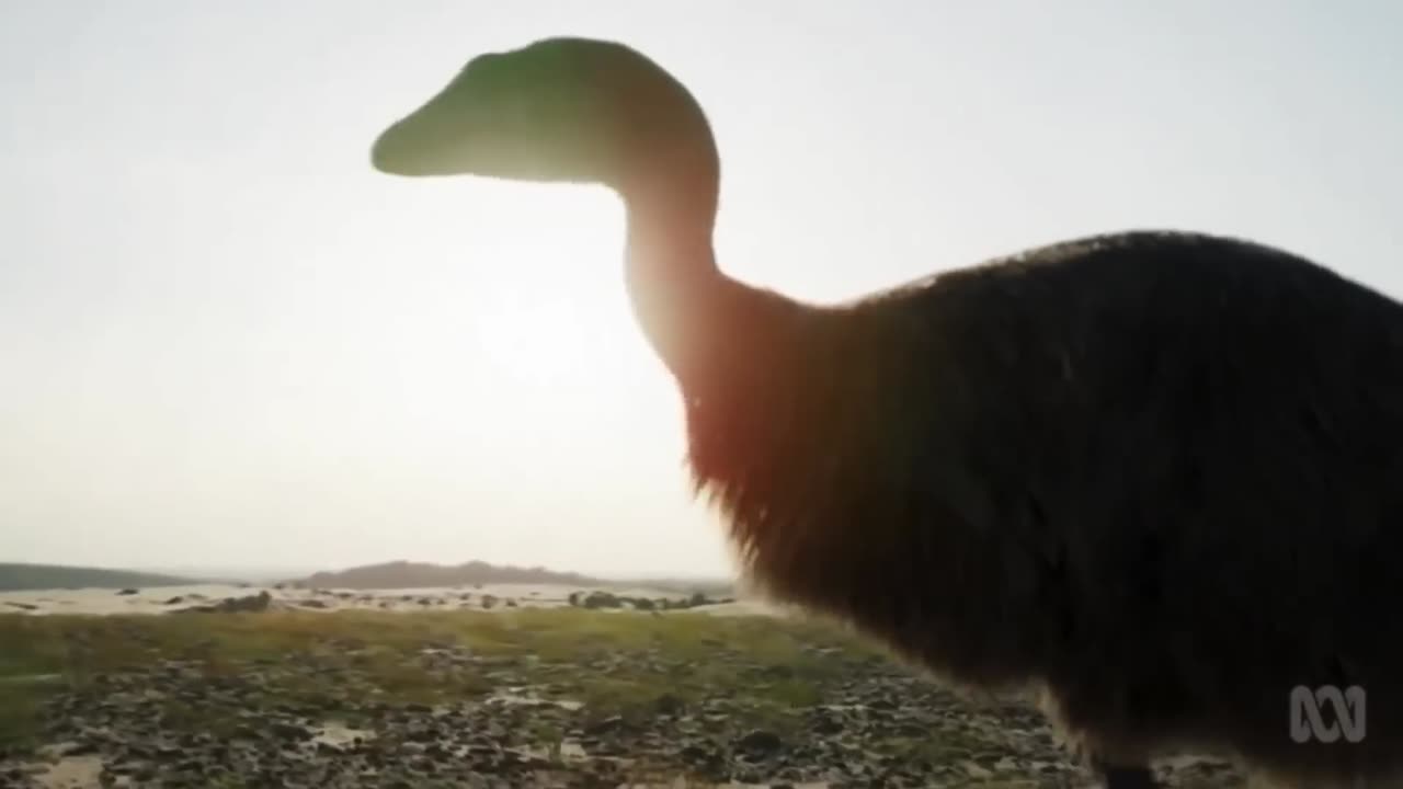 Prehistoric Ancient Animal Facts To Fall Asleep part 5