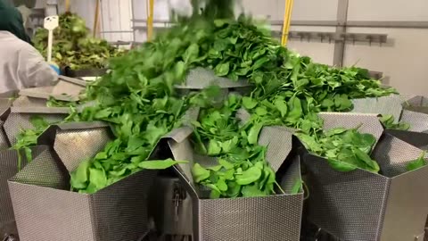 4lbs SPINACH (High Tek USA’s 14 Head 7.5L Combination SALAD Weigher) Vegetable Packaging System