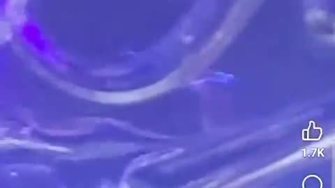 He collected the snow and it is filled with parasite 🪱