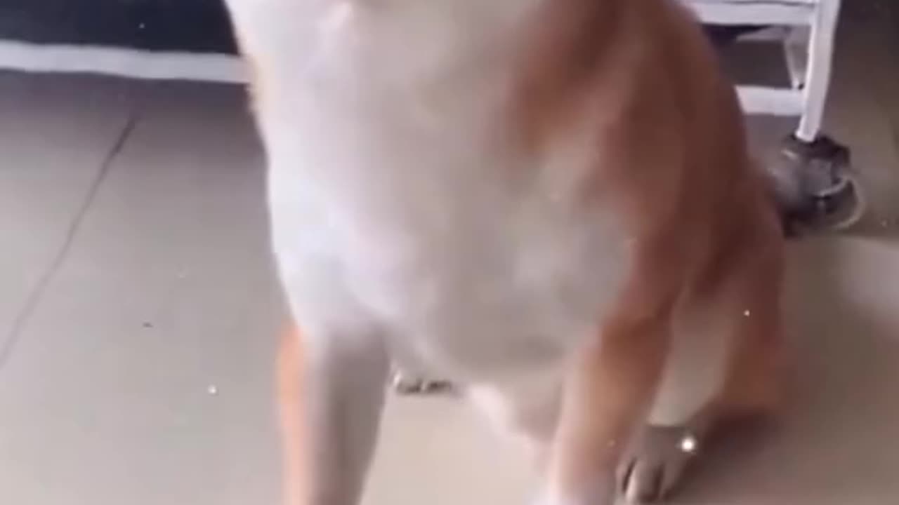 Uite ce face cainele ahahahahahha