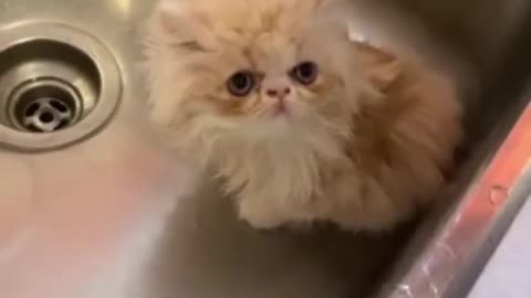 Funny cat