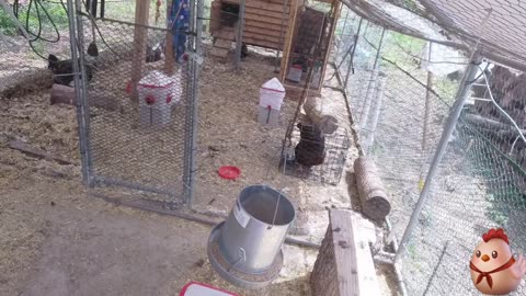 Chicken Live Stream