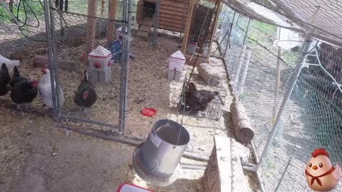 Chicken Live Stream