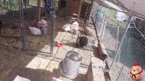 Chicken Live Stream