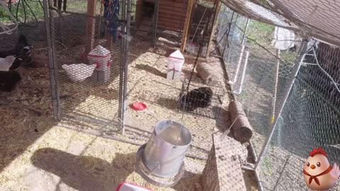 Chicken Live Stream