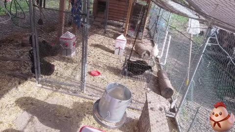 Chicken Live Stream