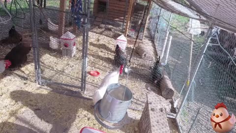 Chicken Live Stream