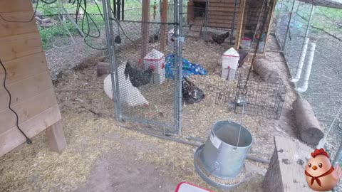 Chicken Live Stream