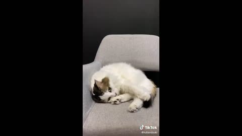 Just Animals being Animals!!! - (Funny Cat & Dog moments)