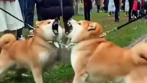 Funniest Dog Reactions to Seeing Themselves in the Mirror