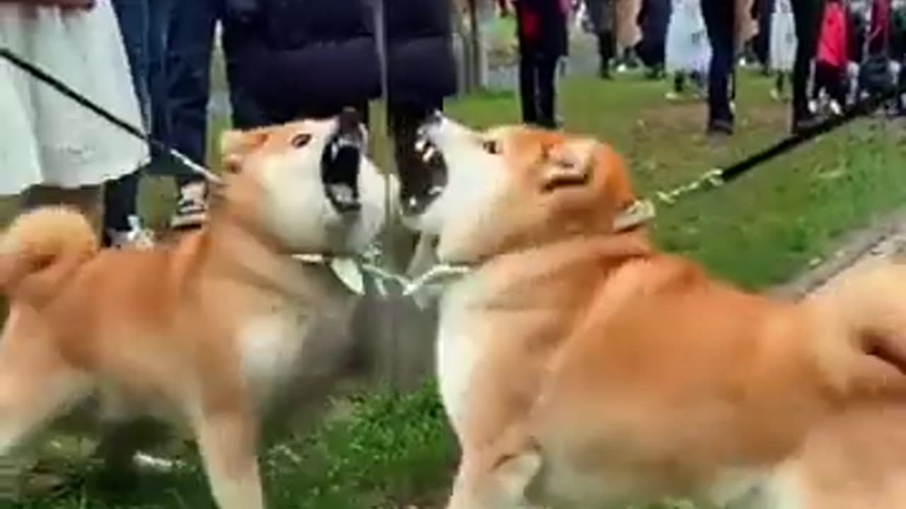 Funniest Dog Reactions to Seeing Themselves in the Mirror