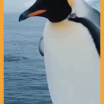 The Lonely Penguin Who Found His Voice