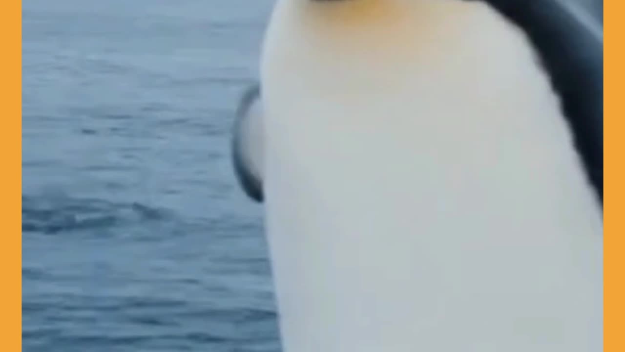 The Lonely Penguin Who Found His Voice