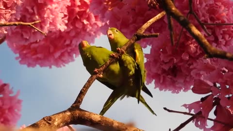 Bird's enjoying themselves.