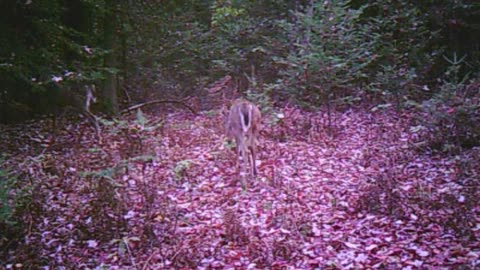 how long do fawns keep their spots
