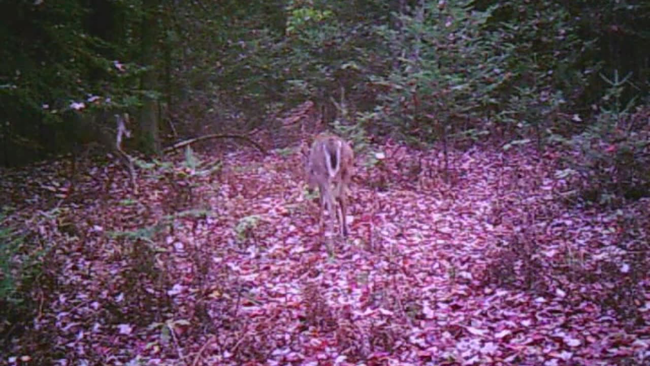 how long do fawns keep their spots