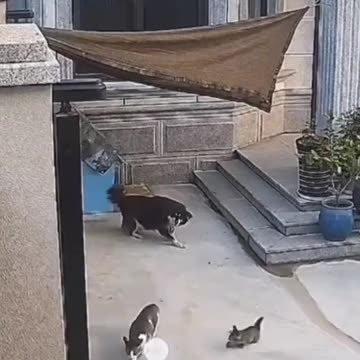 Brave mother cat saves her kitten from dog 😱😱😱