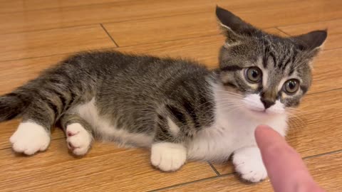 This Kitten Just Discovered My Finger 🐾 So Cute!