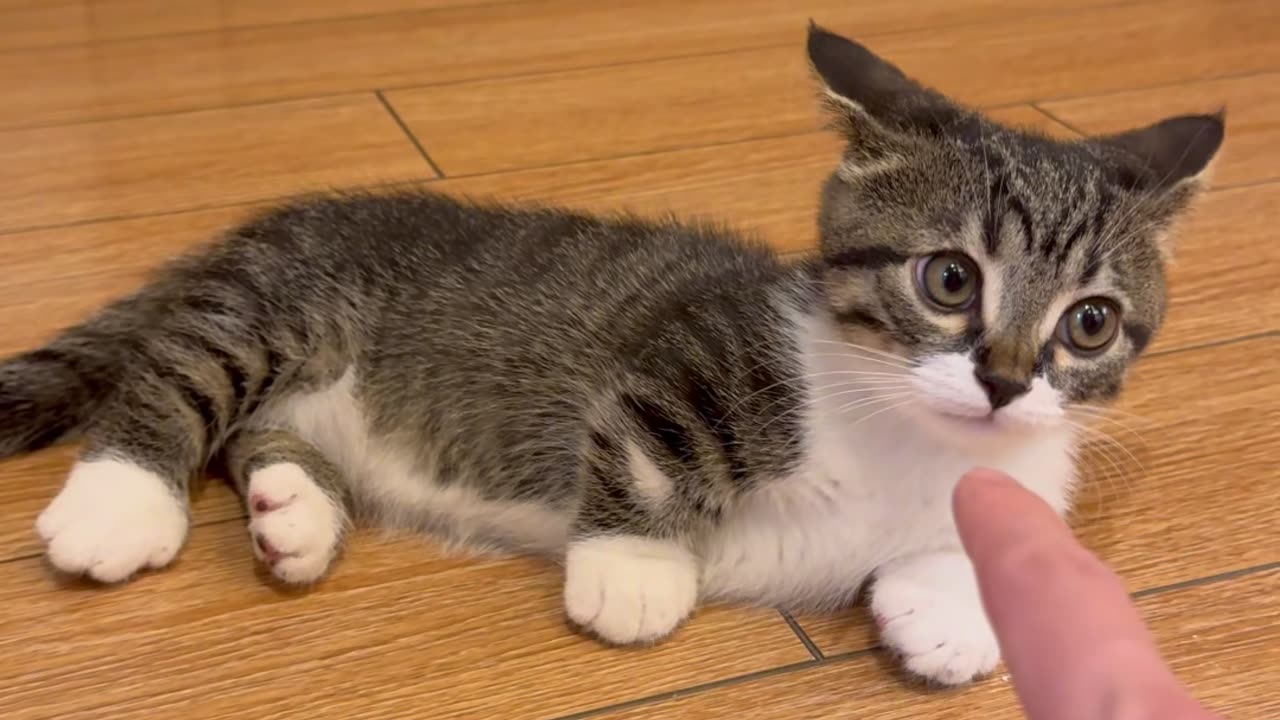 This Kitten Just Discovered My Finger 🐾 So Cute!