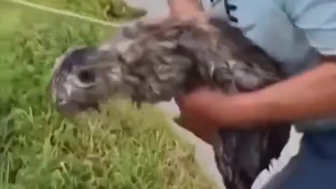 Man jumps into flooded river to save cat