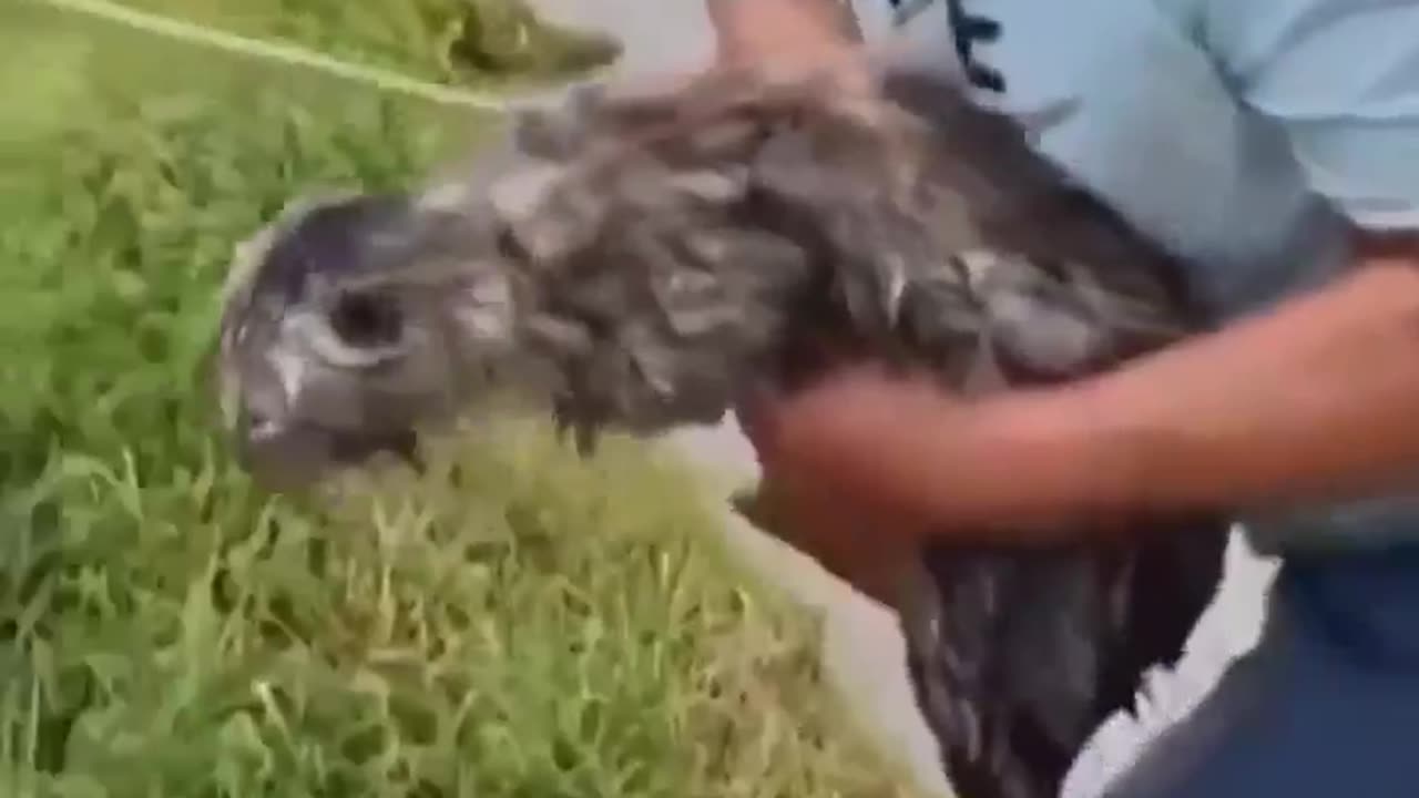 Man jumps into flooded river to save cat