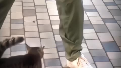 kung fu cats