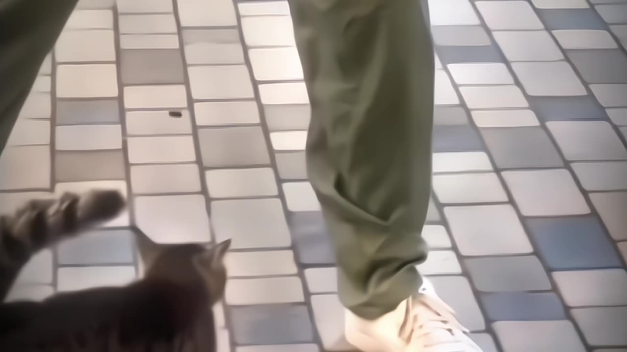 kung fu cats