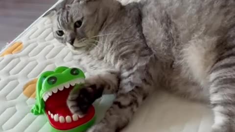 🤯🐱 Insane Cat Reflex You Have To See To Believe! | FunFM