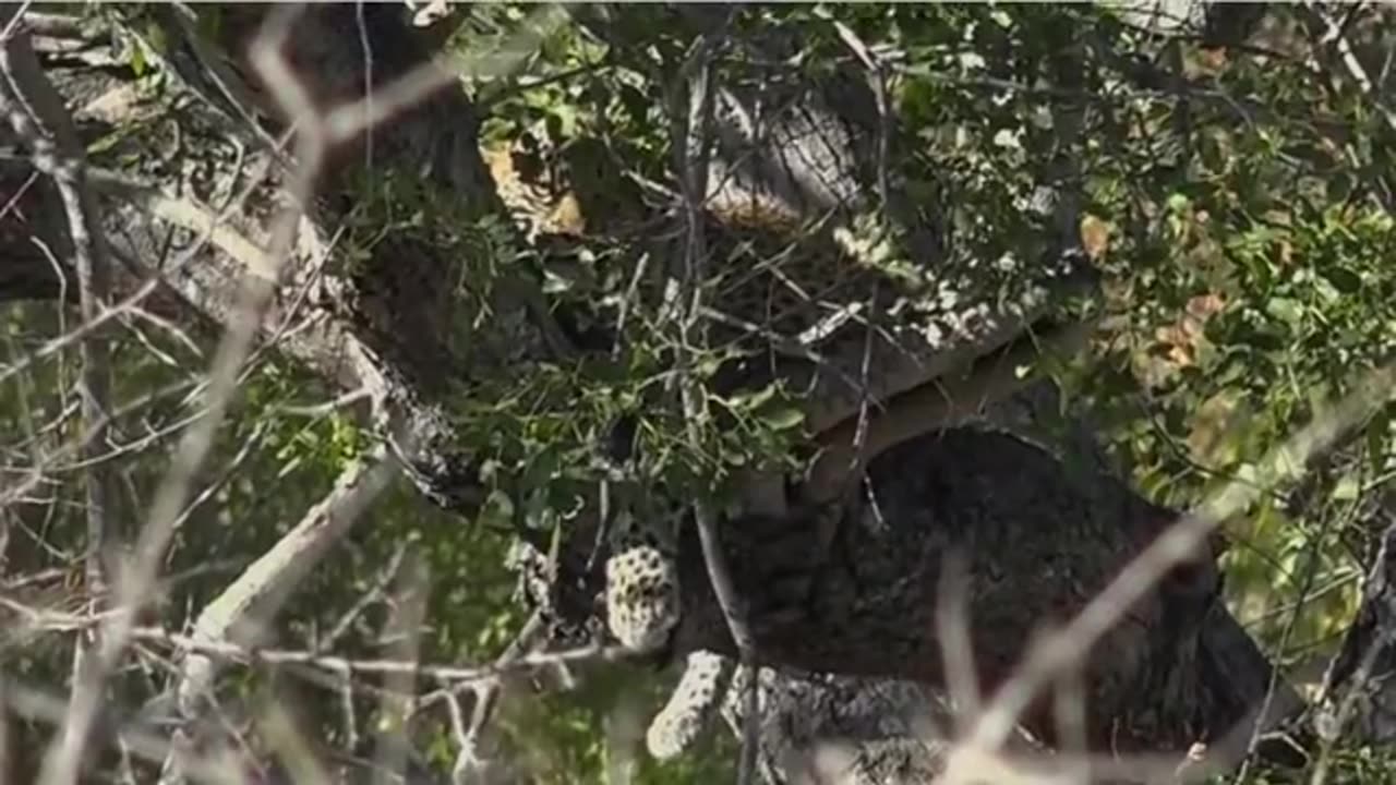 Lion climbs tree to steal kill from leopard