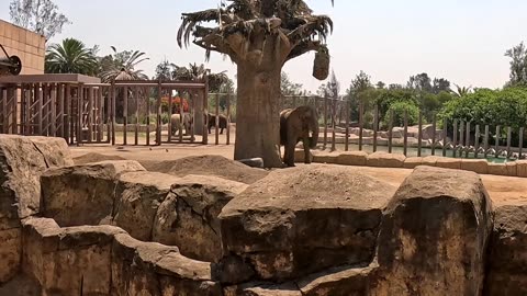 Elephant Eating at San Juan Zoo de Aragon in Mexico City