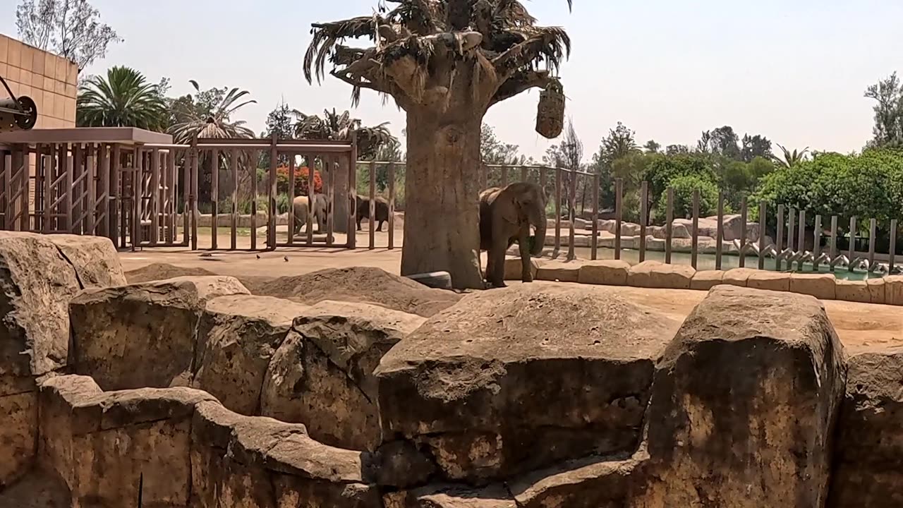 Elephant Eating at San Juan Zoo de Aragon in Mexico City