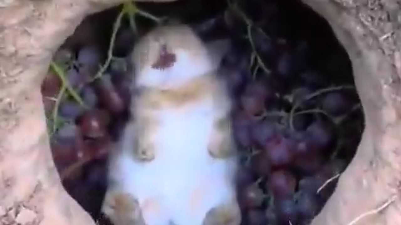 Eating and resting. 🐰🍇