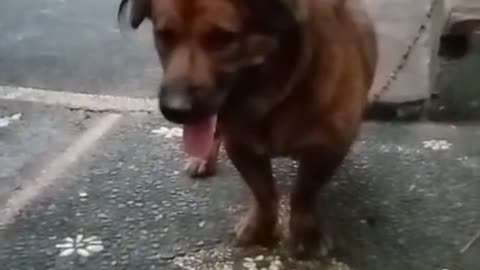 3 Dogs, 3 Personalities 😂 | The Aggressive One, The Shy One & The Chill One!”