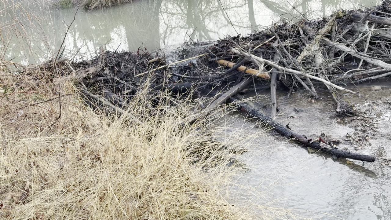 Beaver trapping