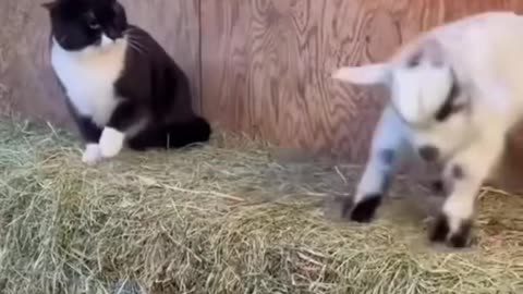 cats vs animals