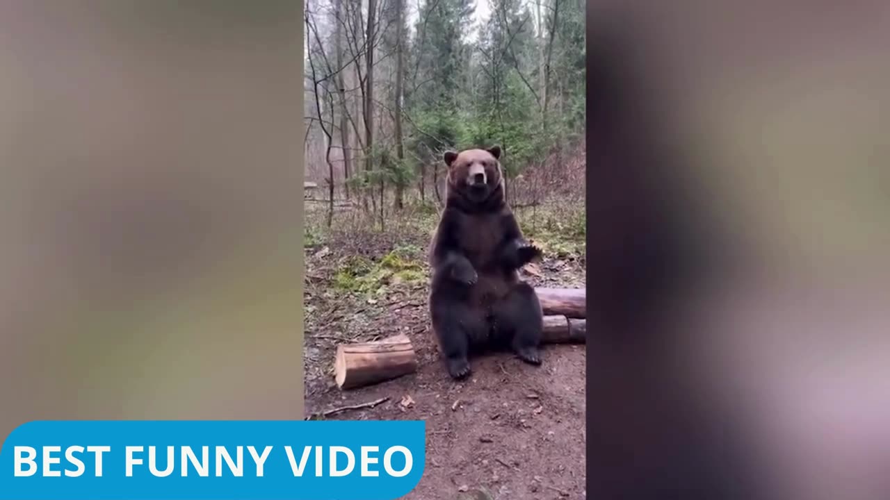 funny video 2025 Parte 47