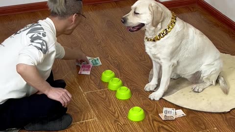 猜钱大挑战，狗狗智力逆天 The challenge of guessing money, the dog's intelligence is against the sky