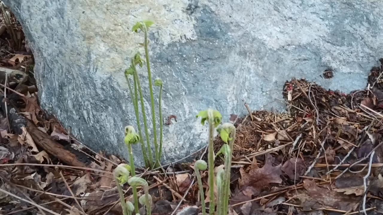 Fiddleheads