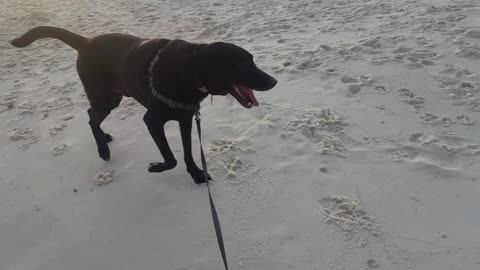 Riley at Dog Beach