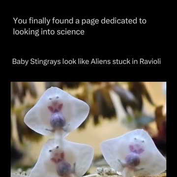 Baby stingrays