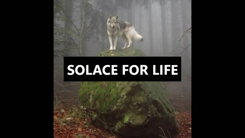 Q*SOLACE4LIFE*Q