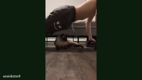 Funny animal video ever