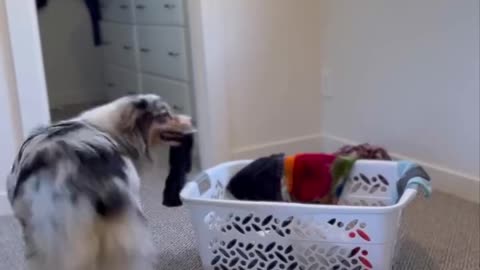 dog learn how to take care of home when you are outside the house | animal video