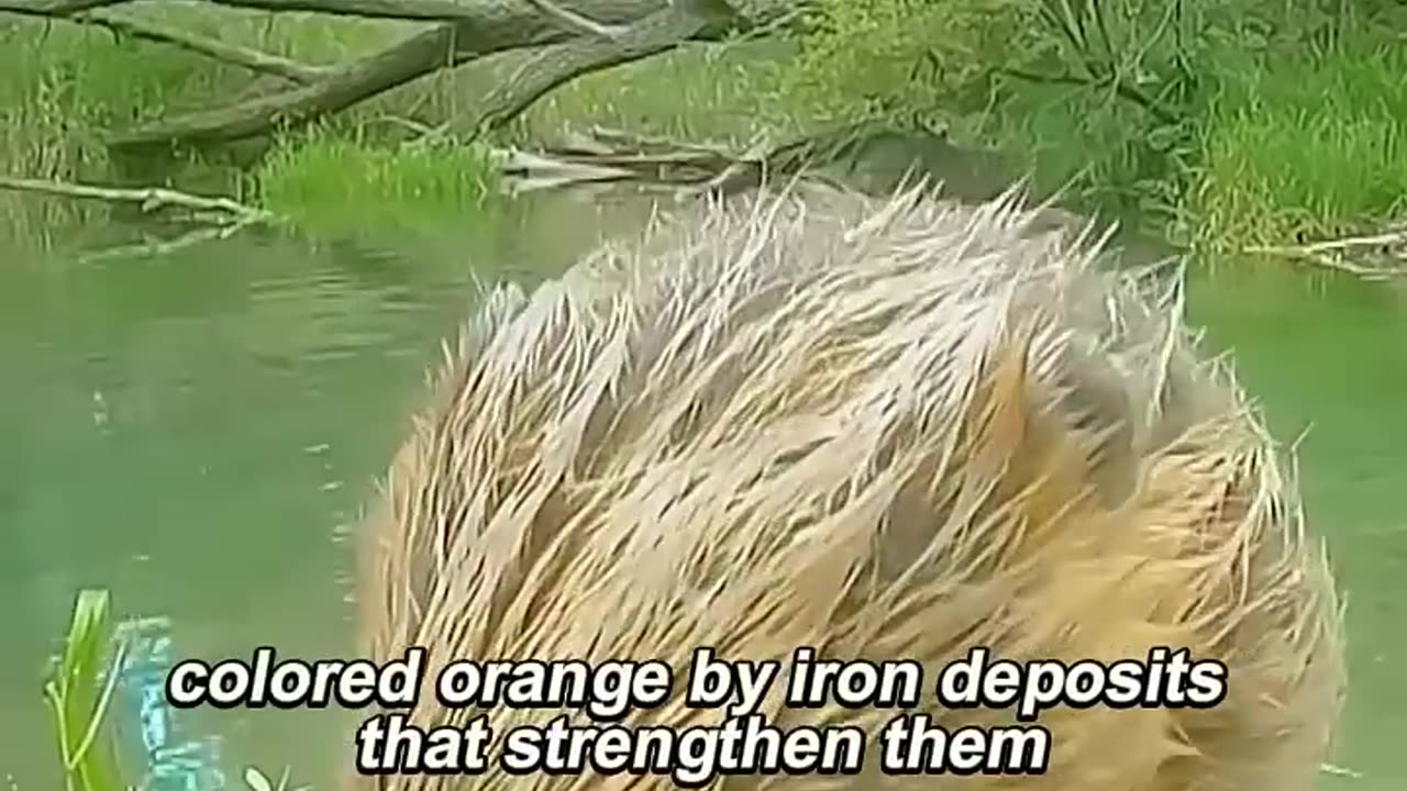 The mother_beaver