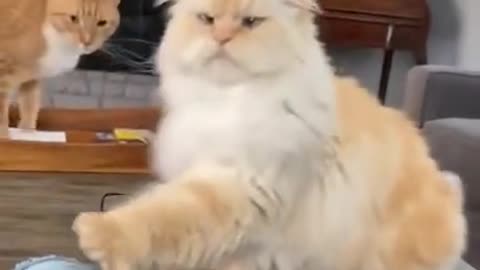 Larry, human language expert