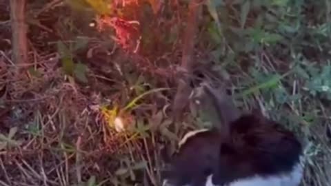 😮🌳 Corvid Takes a Smoke Bath to Cleanse Its Feathers! | FeedMyCuriosity